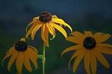 Sunstruck Black-eyed Susan_51287